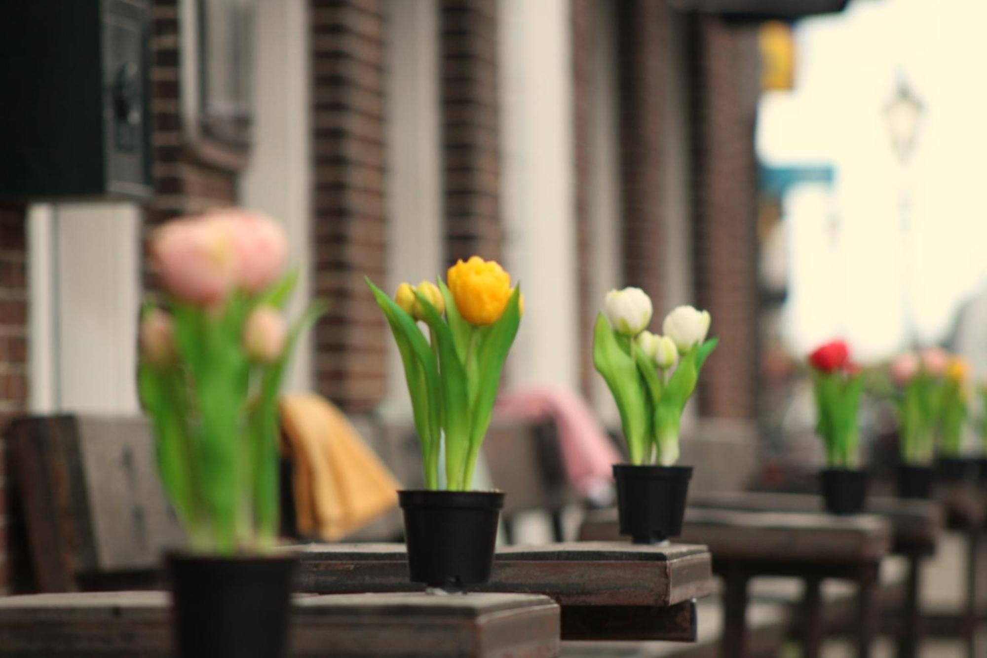 Herberg De Wildeman Lemmer Ngoại thất bức ảnh